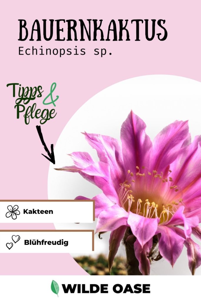 Echinopsis Kaktus Pin