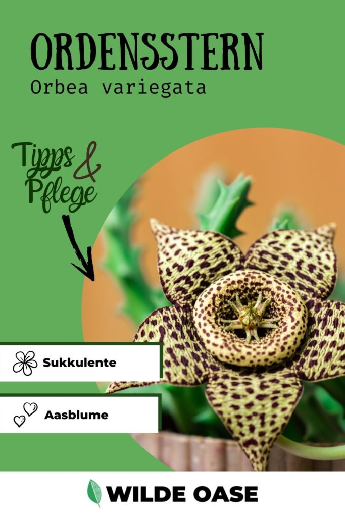 Orbea variegata Pin