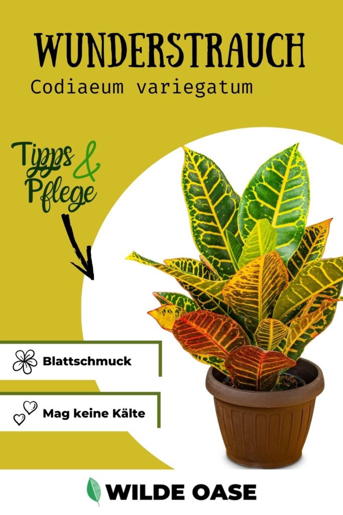 Wunderstrauch Kroton Codiaeum variegatum Pin