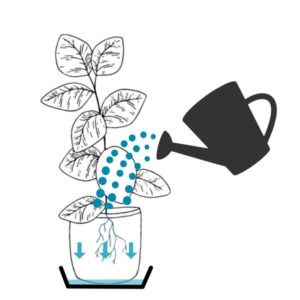 Zimmerpflanzen richtig gießen Wilde Oase 💚