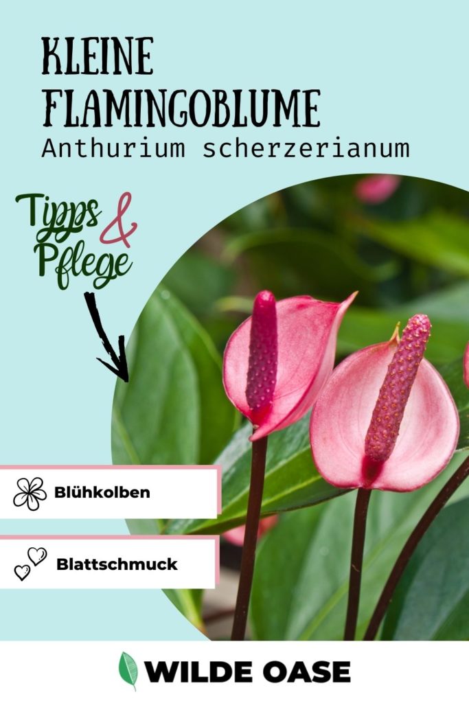 Anthurium scherzerianum Pin
