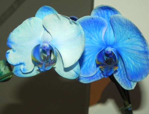 Blaue Orchidee wird weiss
