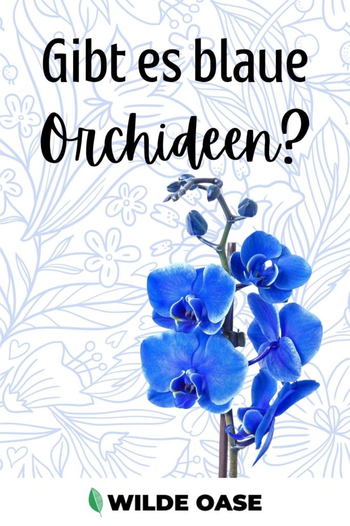 Blaue Orchideen Pin