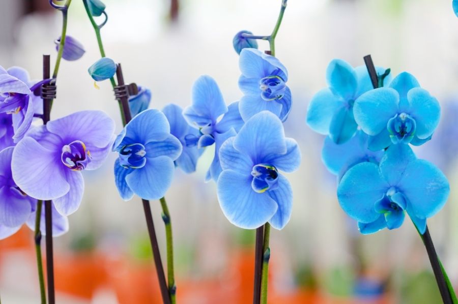Blaue Orchideen Titelbild