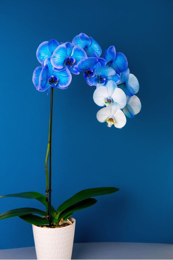 Blaue Phalaenopsis