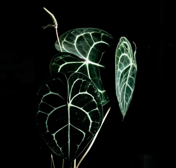 Herzblattblume Anthurium clarinervium Mood