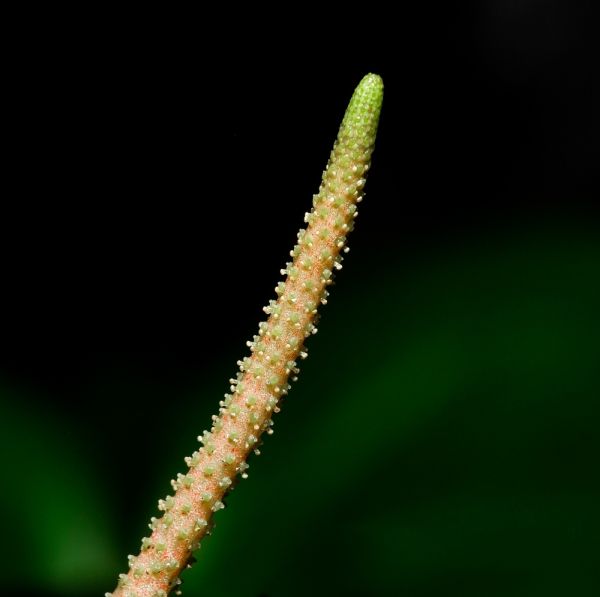 Herzblattblume Anthurium clarinervium