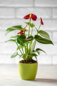 Kleine Flamingoblume Wilde Oase 💚