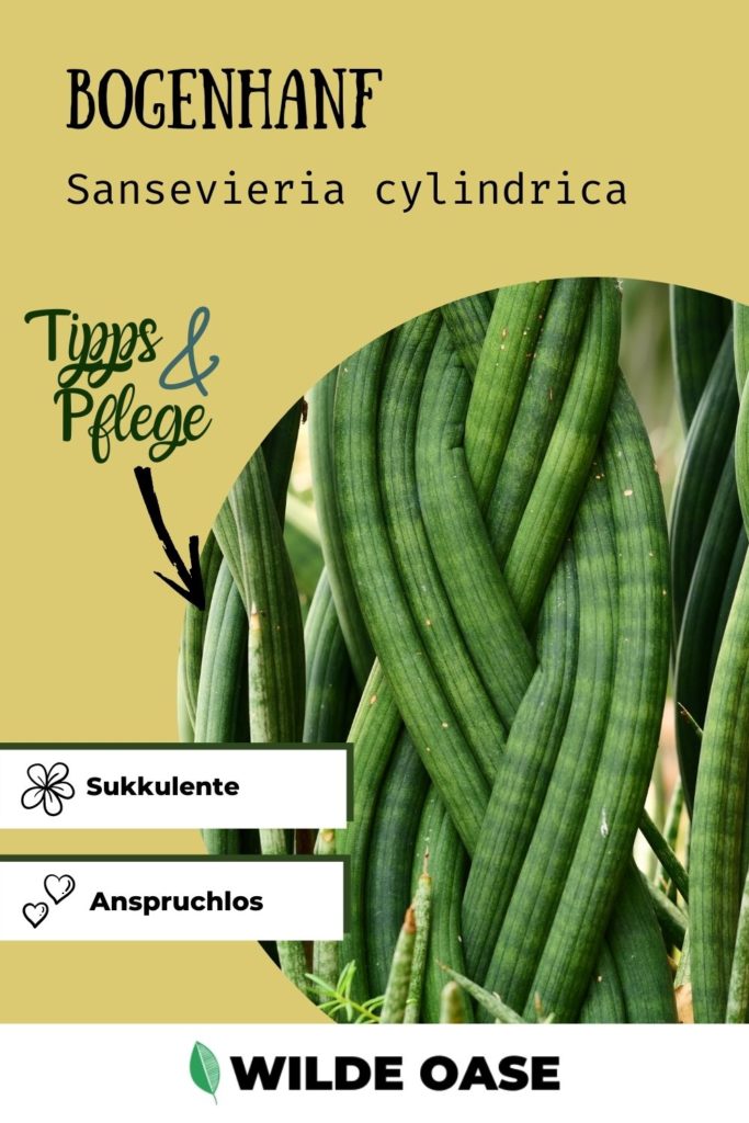 Sansevieria cylindrica geflochten Pin