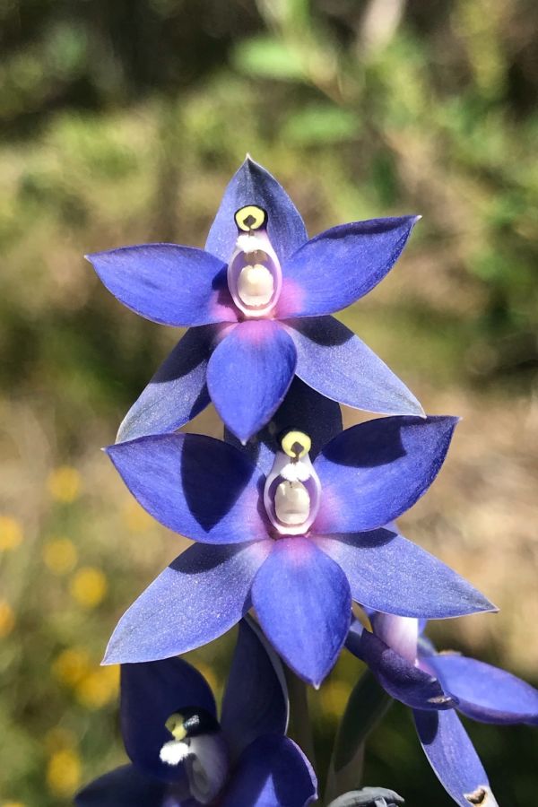 Thelymitra paludosa blaue Orchideenbluete