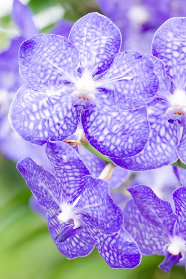 Vanda sp blaue Orchideenbluete