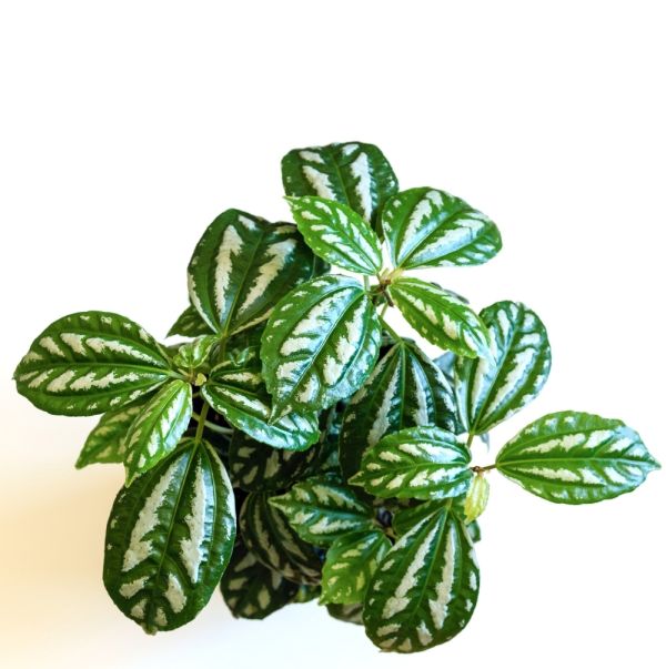 Vietnamesische Kanonierblume Pilea cadierei Blaetter