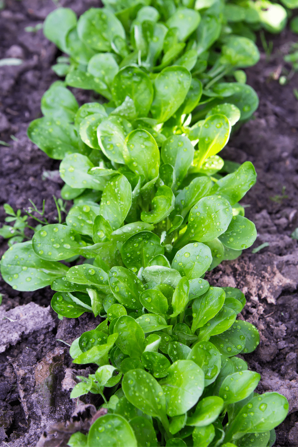 Feldsalat anbauen Ganz einfach eigenen Rapunzel pflanzen Wilde Oase 💚