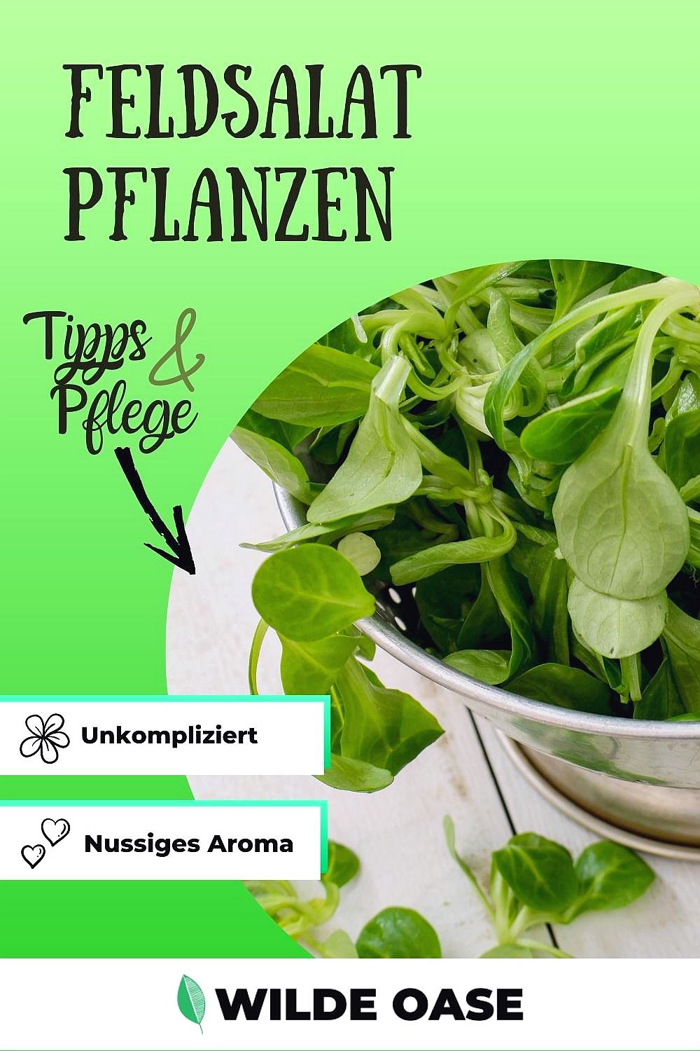 Feldsalat anbauen Ganz einfach eigenen Rapunzel pflanzen Wilde Oase 💚