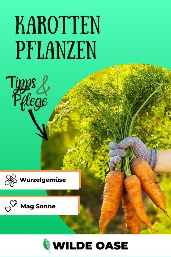 Karotten pflanze Pin