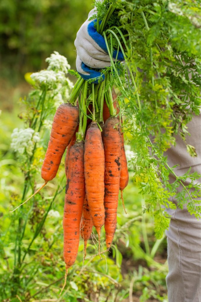 Karotten pflanzen 1