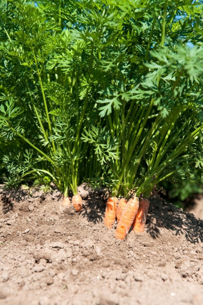 Karotten pflanzen 11