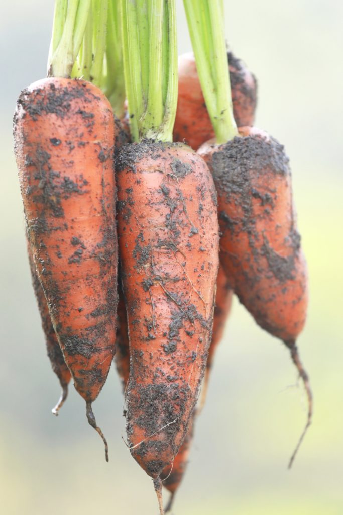 Karotten pflanzen 9