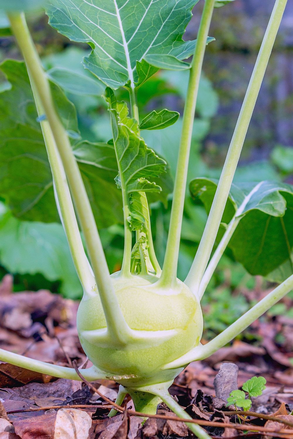 Kohlrabi pflanzen Erfolgreicher Anbau und optimale Pflege Wilde Oase 💚