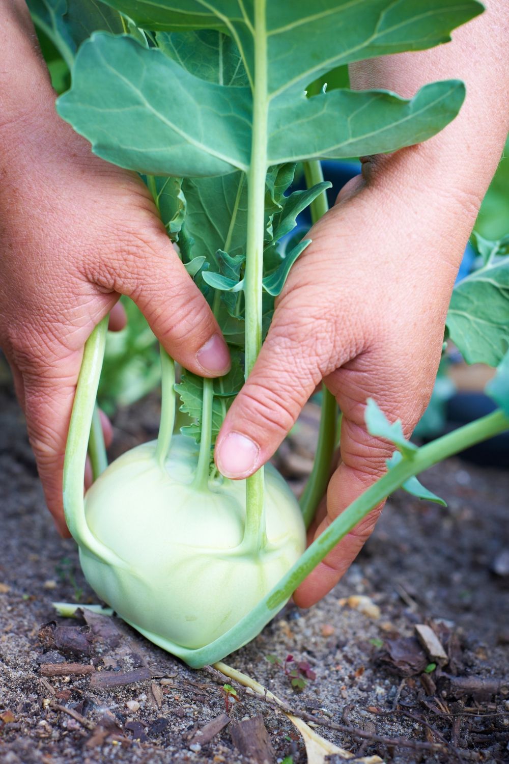 Kohlrabi pflanzen Erfolgreicher Anbau und optimale Pflege Wilde Oase 💚