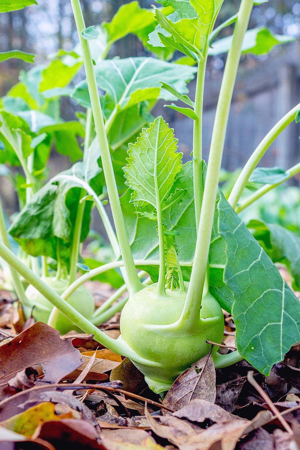 Kohlrabi pflanzen Erfolgreicher Anbau und optimale Pflege Wilde Oase 💚