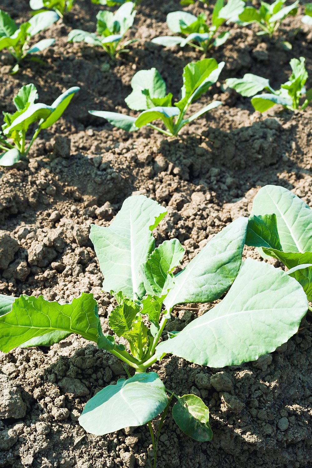 Kohlrabi pflanzen Erfolgreicher Anbau und optimale Pflege Wilde Oase 💚