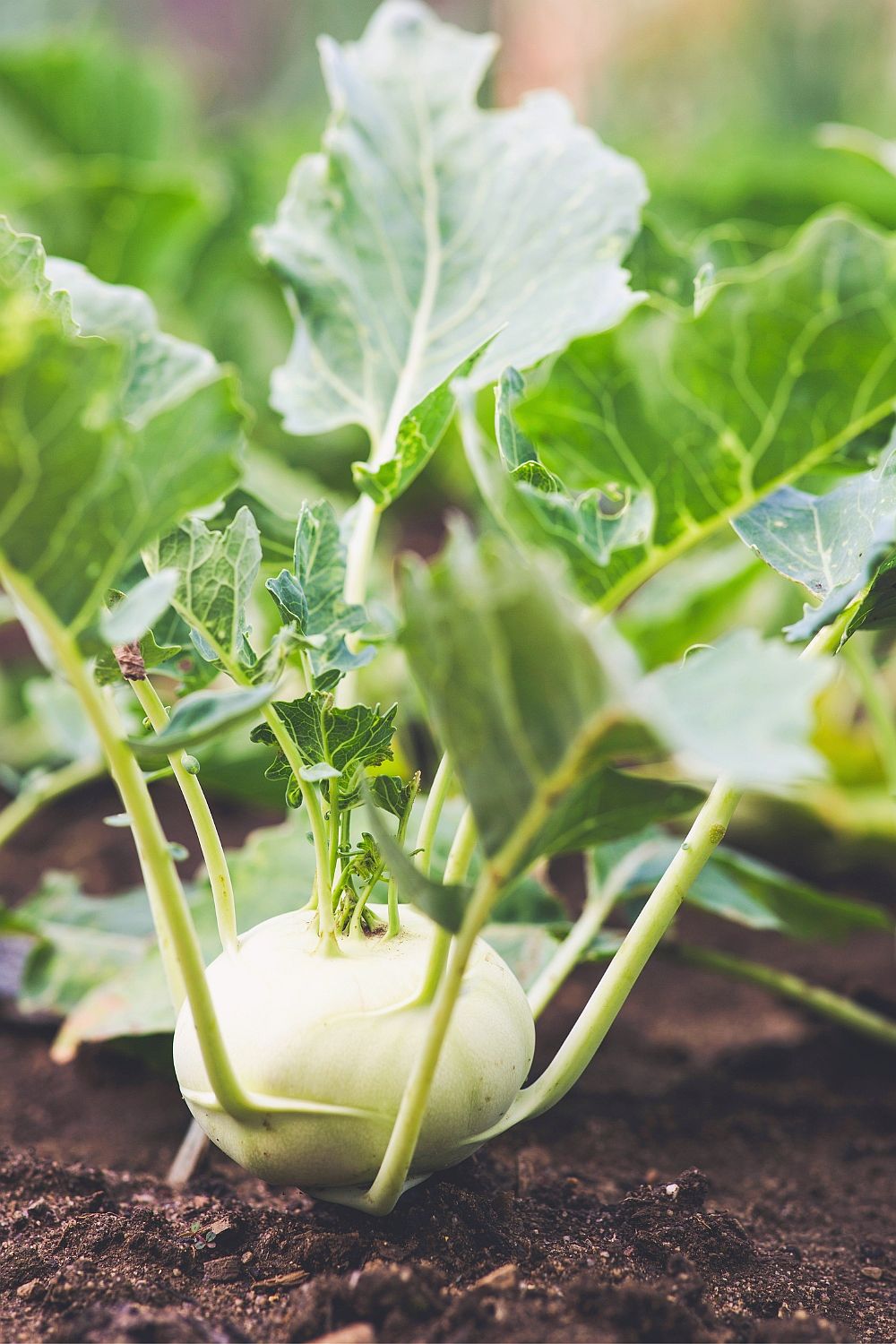 Kohlrabi pflanzen Erfolgreicher Anbau und optimale Pflege Wilde Oase 💚