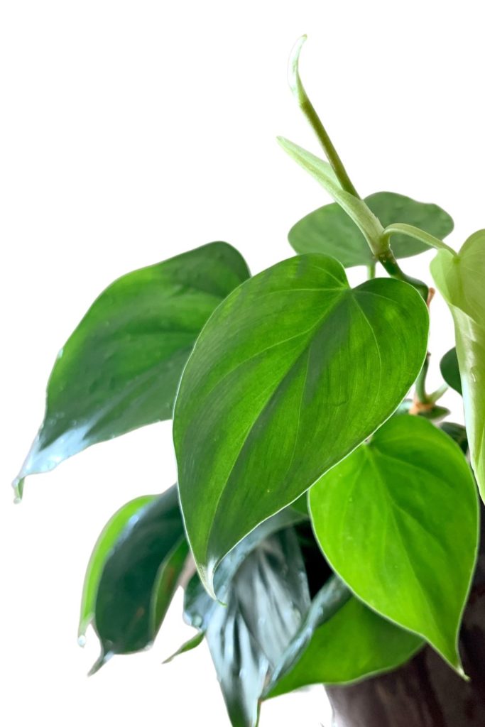 Pflanzen fuers Bad Philodendron