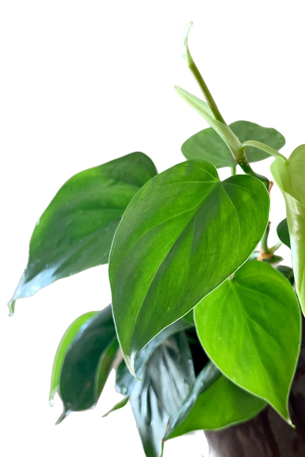 36 schicke Zimmerpflanzen fürs Badezimmer Wilde Oase 💚