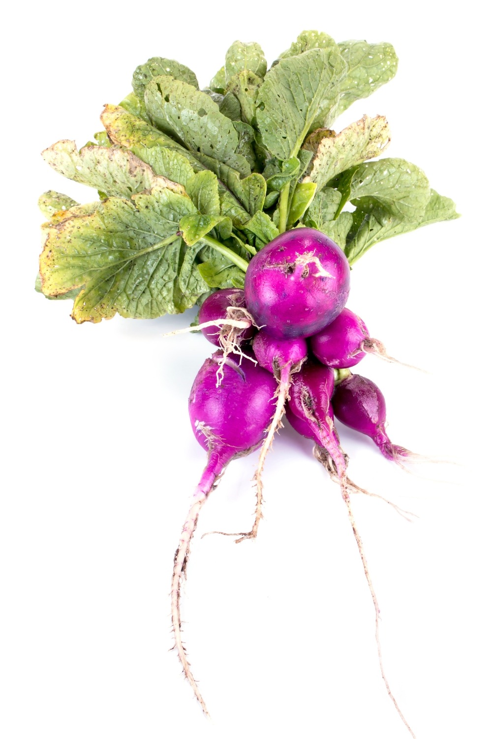 RadieschenSorten Die Vielfalt der kleinen Knollen Wilde Oase 💚