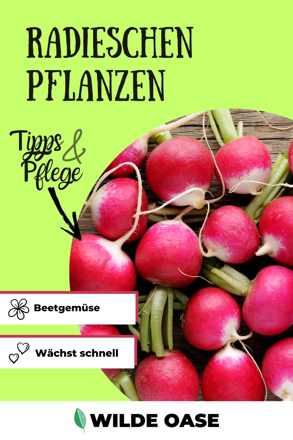 Radieschen pflanzen Erfolgreiche Tipps und Tricks für den eigenen