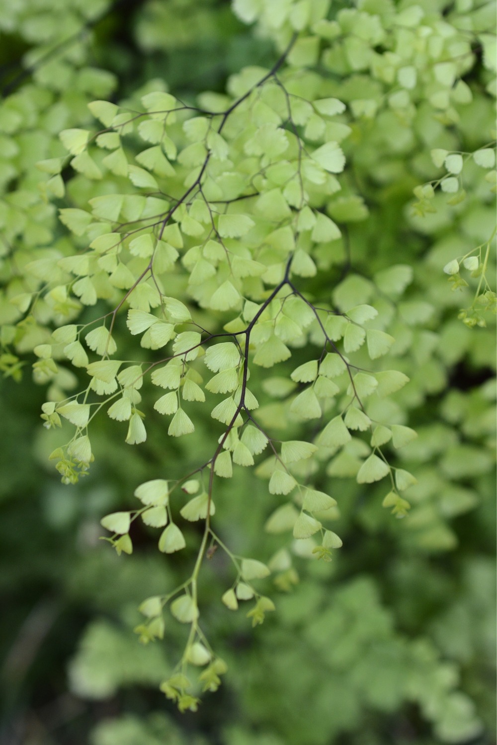 Dreieckiger Frauenhaarfarn (Adiantum raddianum) Wilde Oase 💚
