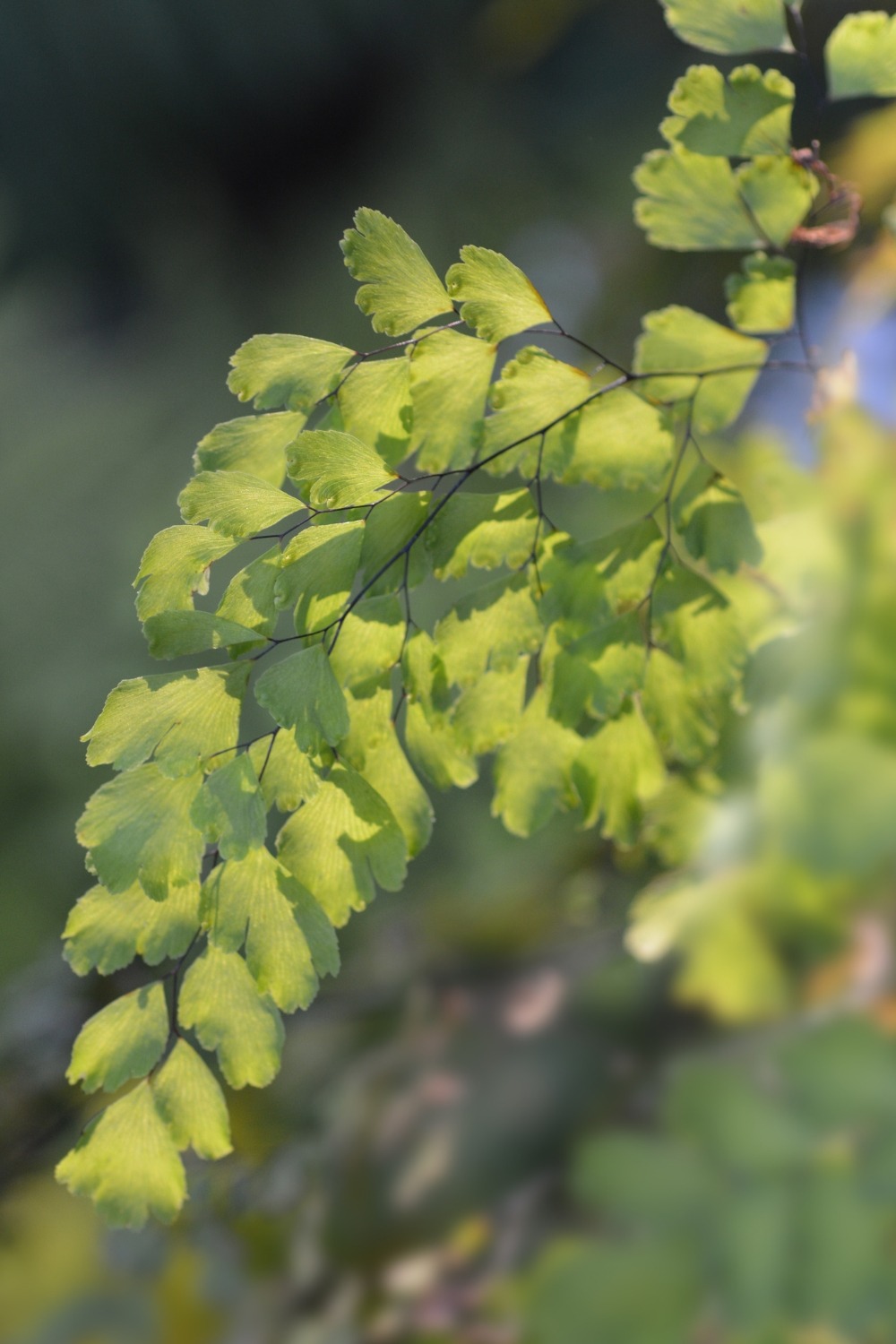 Dreieckiger Frauenhaarfarn (Adiantum raddianum) Wilde Oase 💚