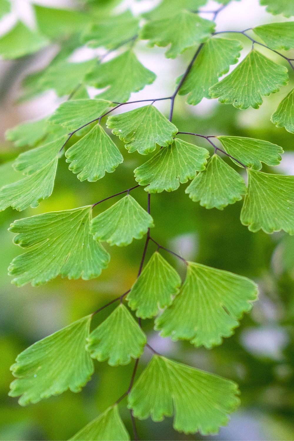 Dreieckiger Frauenhaarfarn (Adiantum raddianum) Wilde Oase 💚