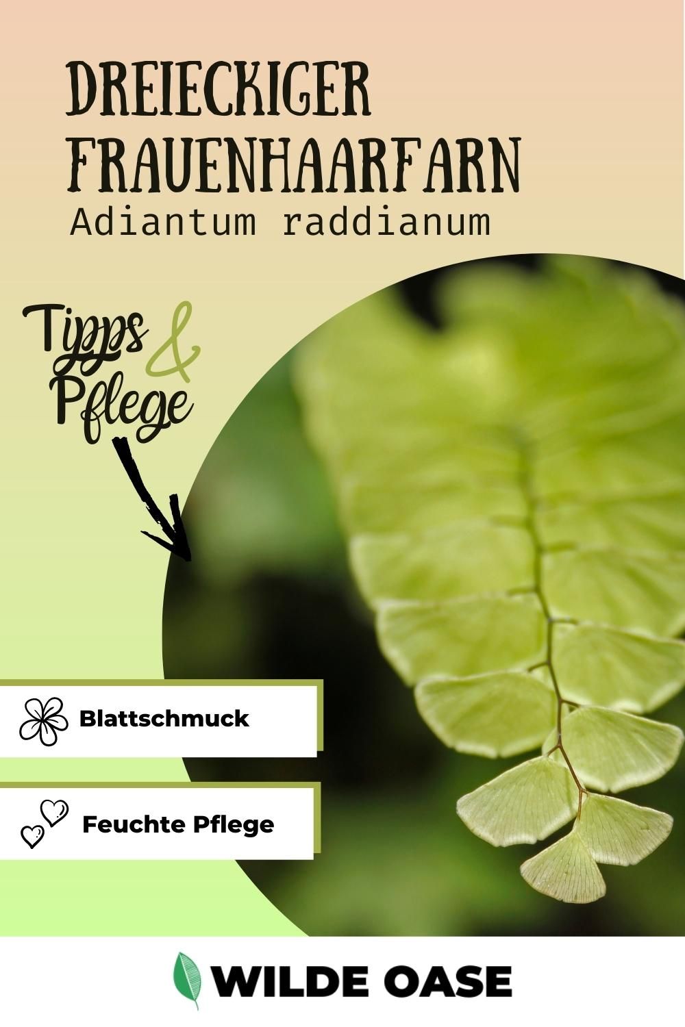 Dreieckiger Frauenhaarfarn (Adiantum raddianum) Wilde Oase 💚