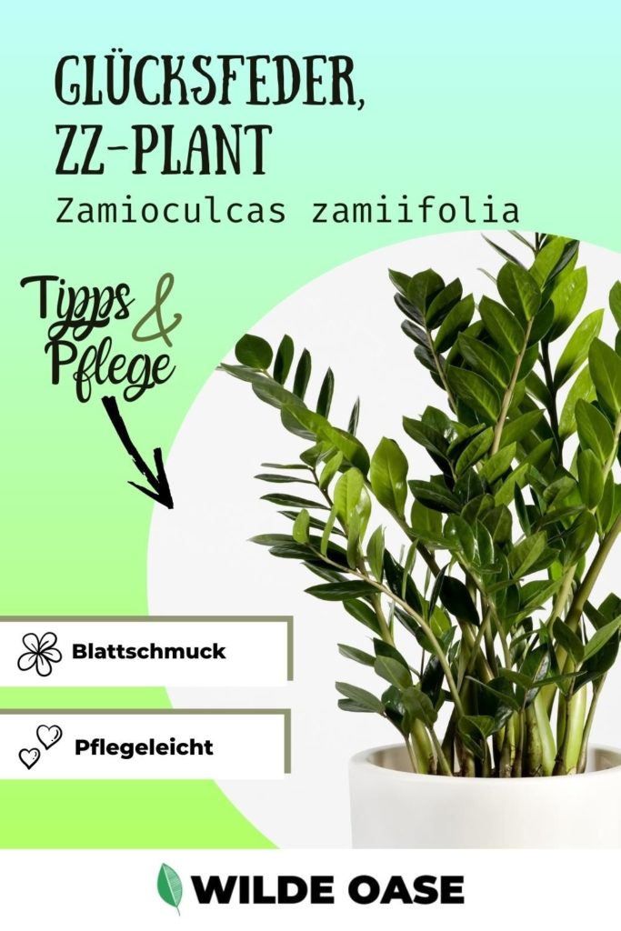 Gluecksfeder ZZ Pflanze Zamioculcas zamiifolia Pin