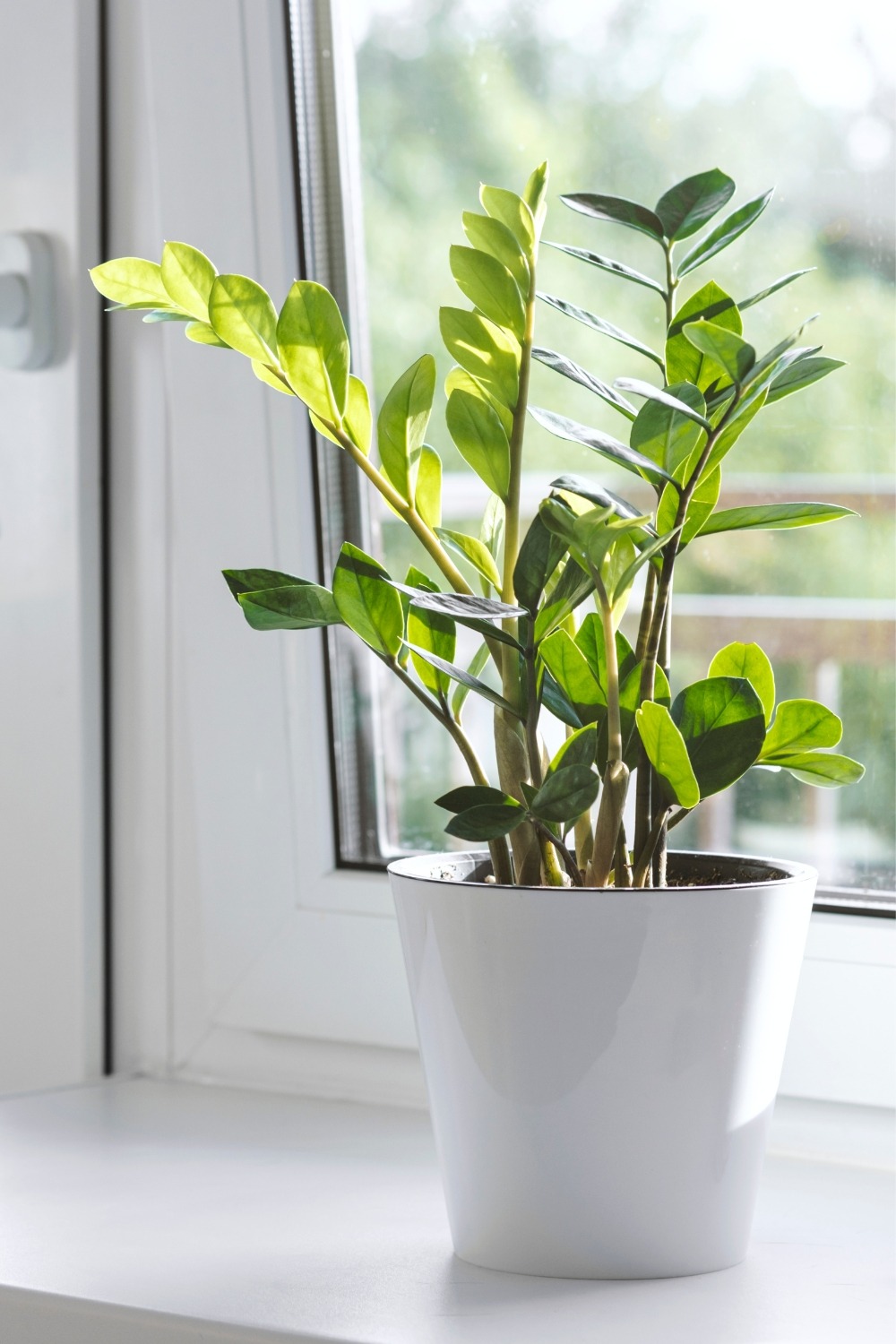 Glücksfeder (Zamioculcas zamiifolia) Wilde Oase 💚