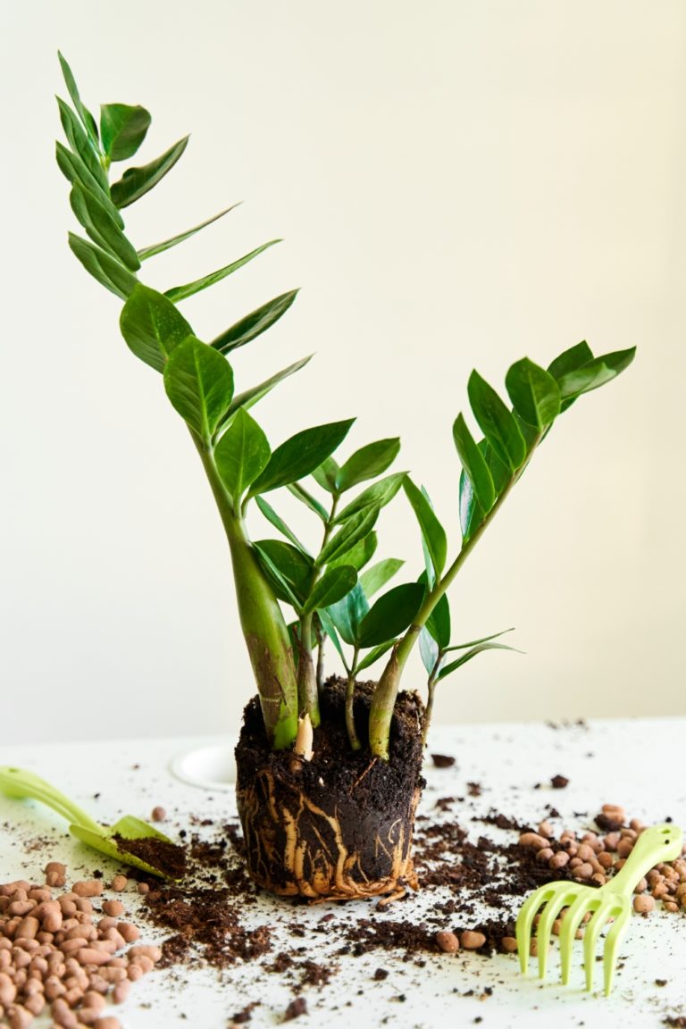 Glücksfeder (Zamioculcas zamiifolia) Wilde Oase 💚