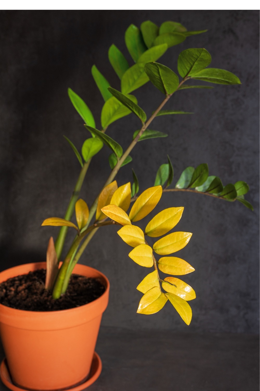 Glücksfeder (Zamioculcas zamiifolia) Wilde Oase 💚