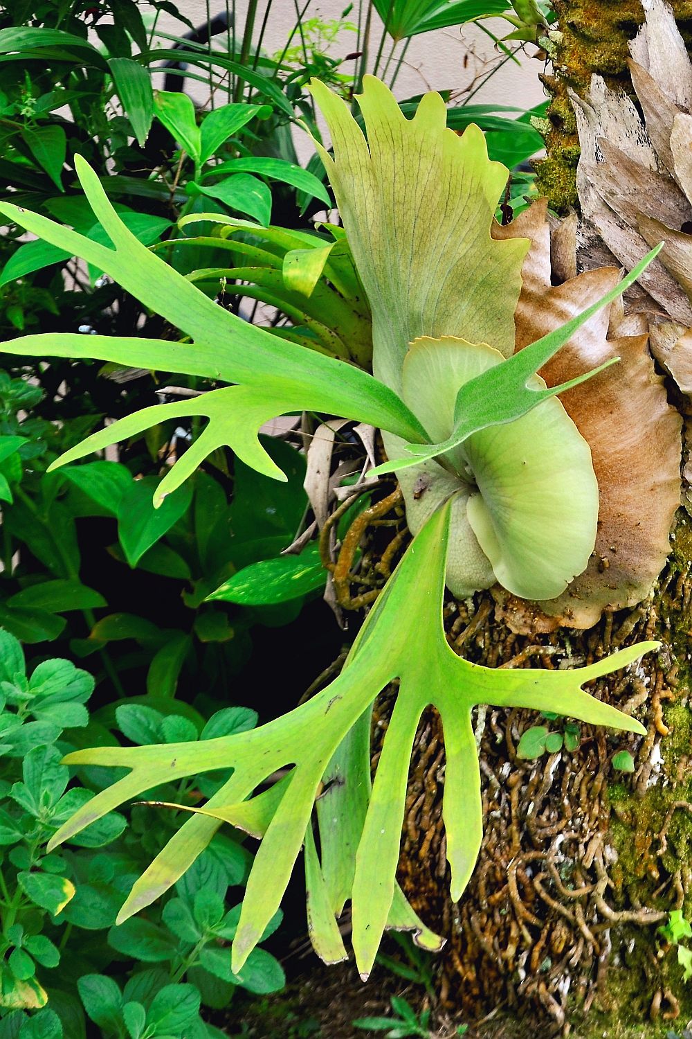 Geweihfarn (Platycerium bifurcatum) Wilde Oase 💚
