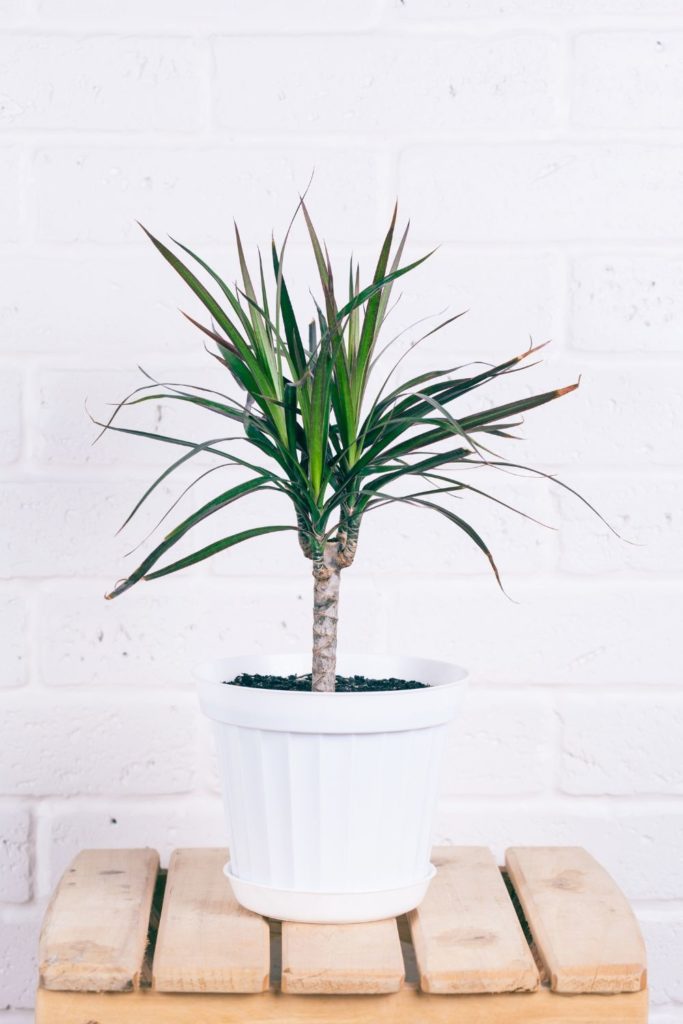 Pflanzen fuers Bad Dracaena