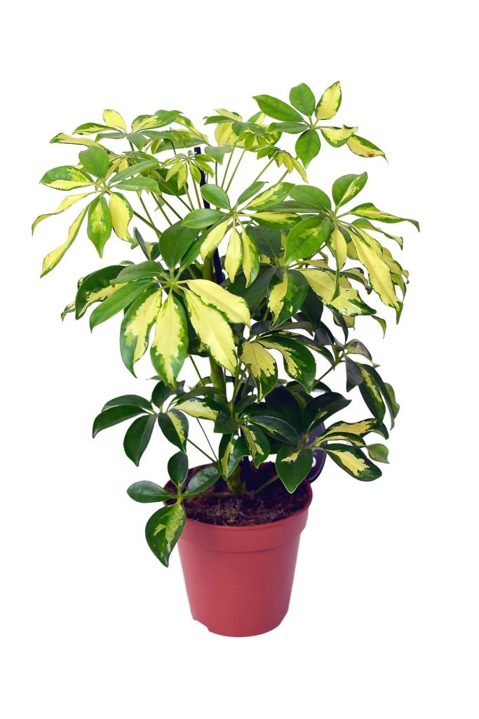 Pflanzen fuers Bad Schefflera