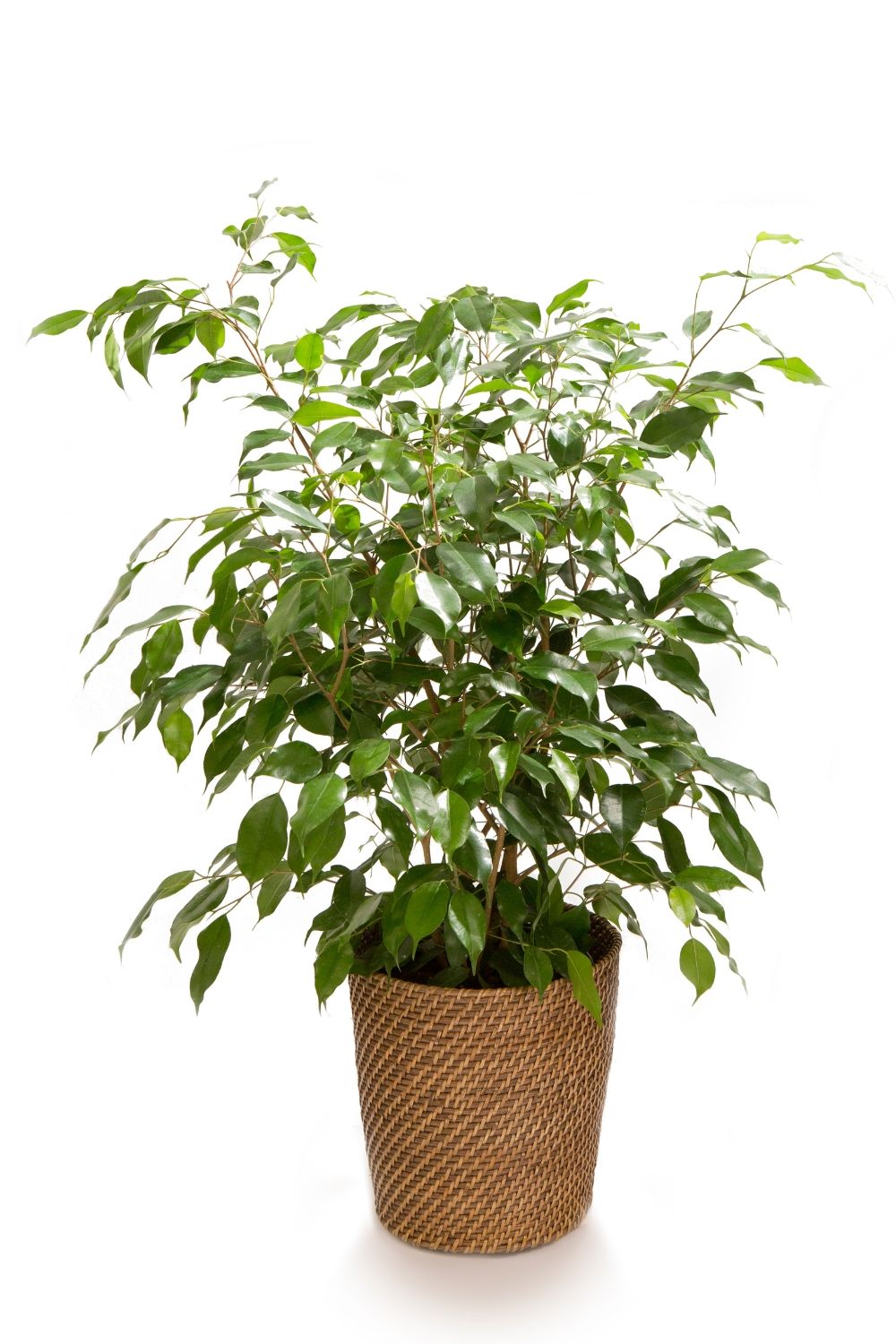 zimmerpflanze einblatt pflege Spathiphyllum (Einblatt) (L) kaufen | Lilly