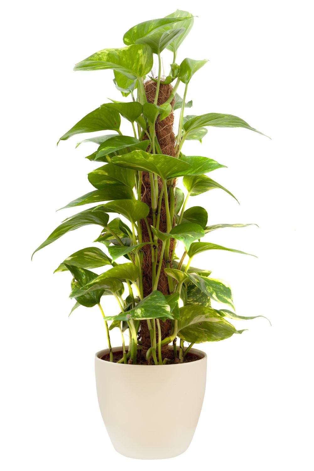 Brazilianisches Glücksholz - Mini Zimmerpflanze Hydroponisch Zum Selberziehen In Schwarz