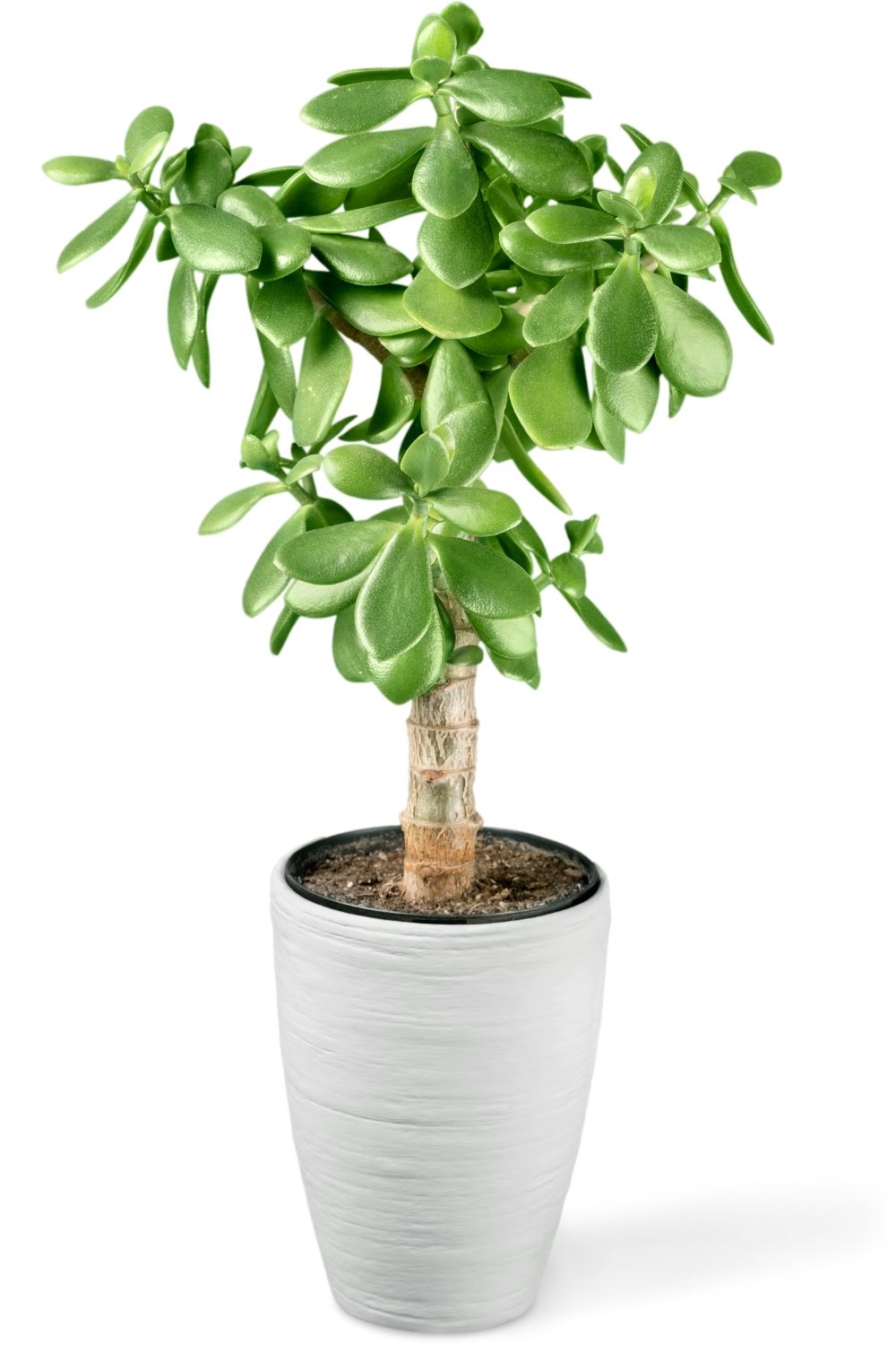 Holz Baum Coume Geldbaum Geschenkkartenhalter LED Birke Zweig Baum Lichter  Baum Deko, image size:1000x1500