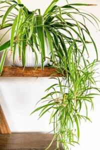 Pflanzen fürs Büro 49 pflegeleichte Büropflanzen Wilde Oase 💚