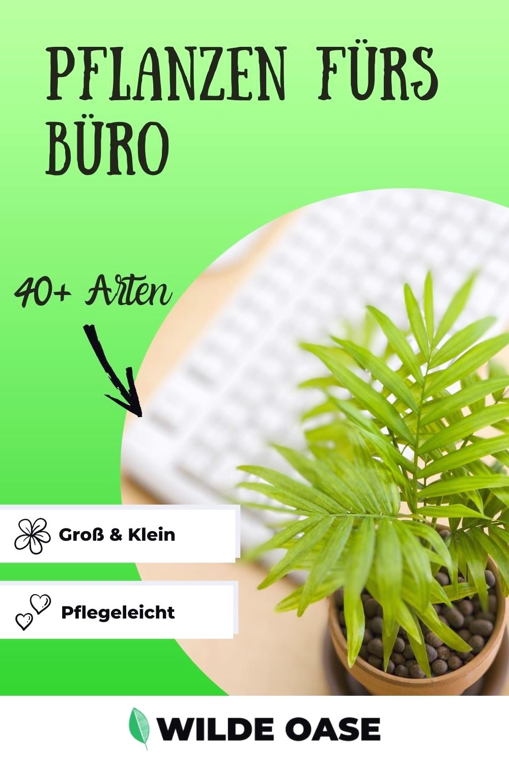 Pflanzen fürs Büro 49 pflegeleichte Büropflanzen Wilde Oase 💚