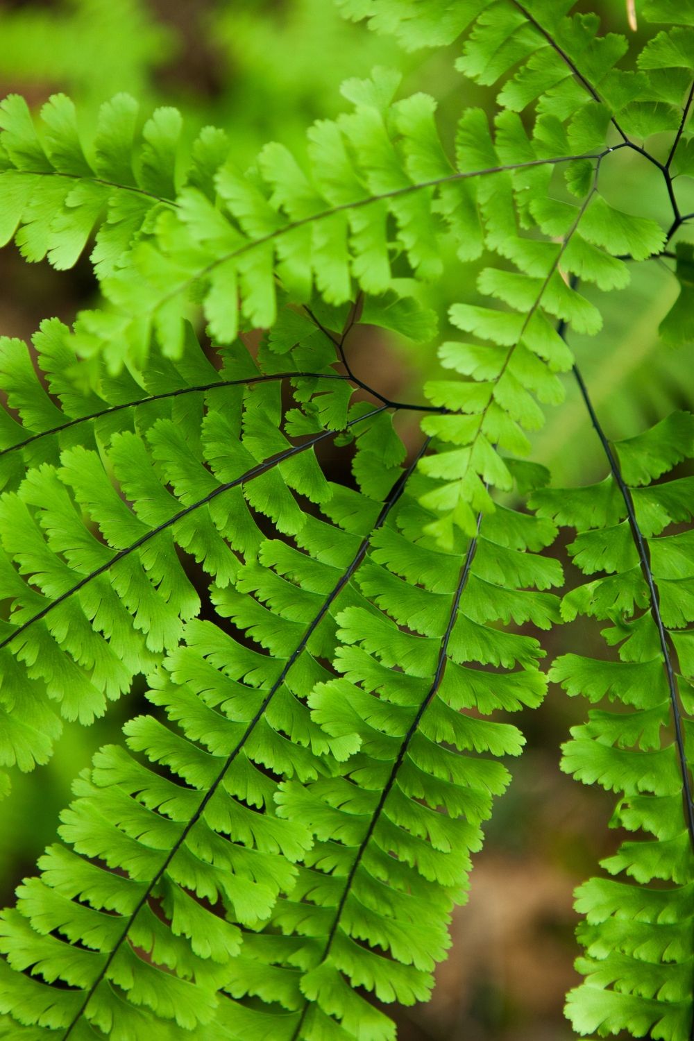 Rauer Frauenhaarfarn (Adiantum hispidulum) Wilde Oase 💚