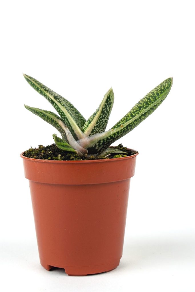 Sukkulenten fuer Anfaenger Gasteria