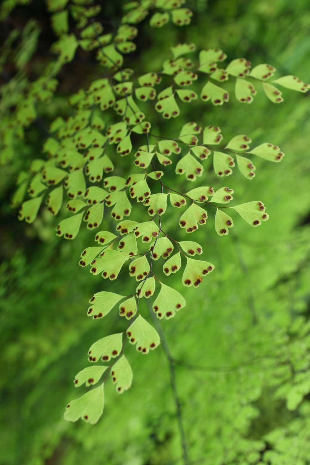 Venushaar Adiantum capillus veneris 2